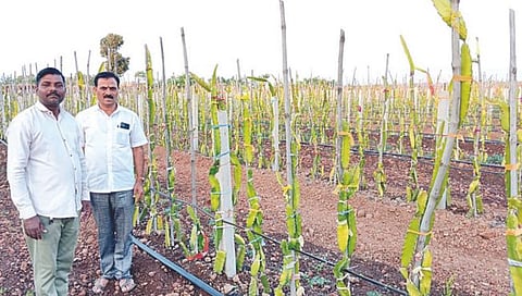 बेलगाव तर्हाळे : ड्रॅगनची शेती दाखवताना शेतकरी रमेश जगदाळे. समवेत माजी उपसभापती पांडुरंग वारुंगसे. (छाया : नीलेश काळे)