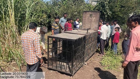 Nashik Leopard News : मखमलाबादला तीन बिबट्यांचा वावर, नागरिक भयभीत