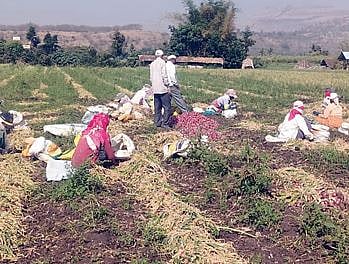Onion market | ओतूर बाजारात कांदा गडगडला! कांदा उत्पादक हवालदिल