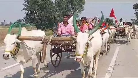 पशुधन वाचविण्यासाठी गाव सोडून जाण्याची वेळ, नाशिकच्या मनमाडसह नांदगाव तालुक्यात दुष्काळाचे भीषण वास्तव | Nashik Drought