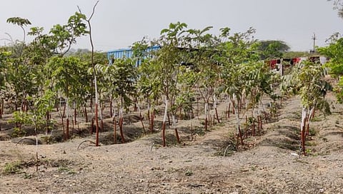 सुमारे वर्षापूर्वी लागवड केलेल्या रोपांची स्थिती