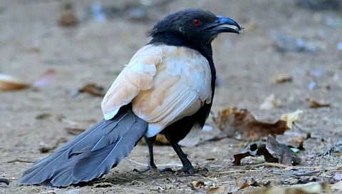 नाशिक : चुंचाळे गावात आढळला पांढऱ्या रंगाचा भारद्वाज पक्षी