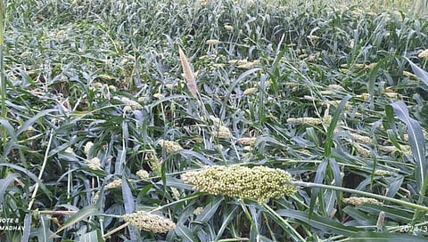Nanded News : गारपीटीने नायगाव, देगलूरमधील १ हजार हेक्टरवरील पिकांचे नुकसान; कंधारमध्ये वीज पडून एक ठार