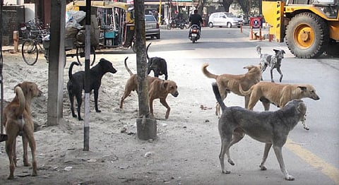 पालघर : दांडी येथे पिसाळलेल्या श्वानाचा नऊ जणांना दंश