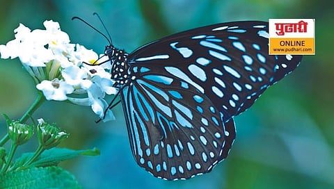 नाशिकमध्ये जैवविविधता चांगली, मात्र संवर्धनाची गरज