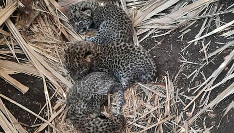 Nashik Leopard News : चिंचखेडला उसाच्या शेतात आढळले बिबट्याचे तीन बछडे