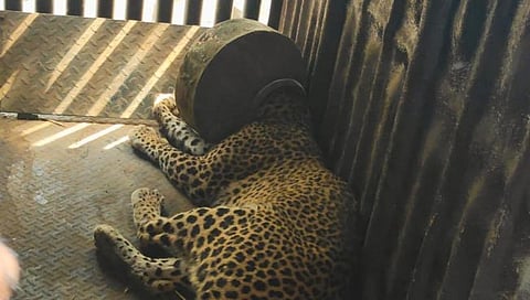 Dhule Leopard News : पाण्याच्या शोधात बिबट्याची मान अडकली हंड्यात, मोठ्या शर्थीने सुटका