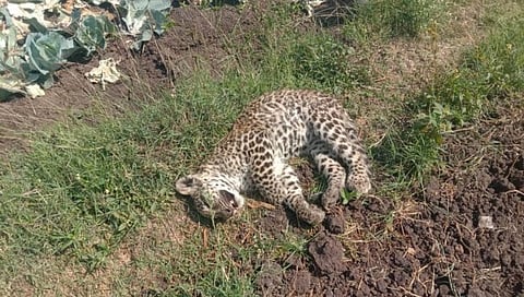 नाशिक बिबट्याची बातमी : शेताच्या बांधावर आढळला मृत बछडा