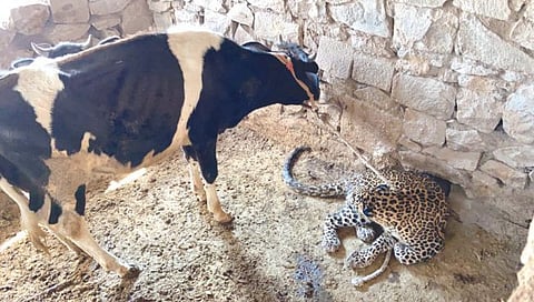 दोडी : गायीच्या गोठ्यात मार खाल्ल्यानंतर निपचीत पडलेला जखमी बिबट्या.