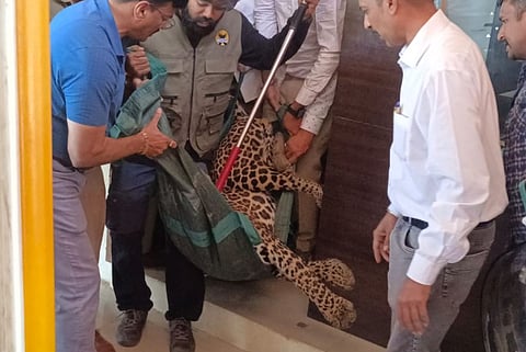 नाशिक : भरवस्तीत पाण्याच्या शोधात आलेला बिबट्या जेरबंद