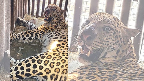 इंदिरानगर : पोरजे मळा परिसरात वनविभागाने लावलेल्या पिंजऱ्यात अडकलेला बिबट्या.