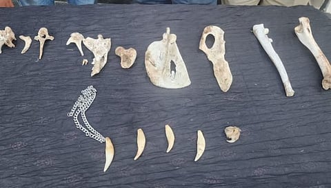 Nashik Leopard Hunting | धक्कादायक ! ठार मारलेल्या बिबट्याचे संशयिताच्या घरात सापडले अवशेष, भोंदु बाबासाठी केली होती शिकार