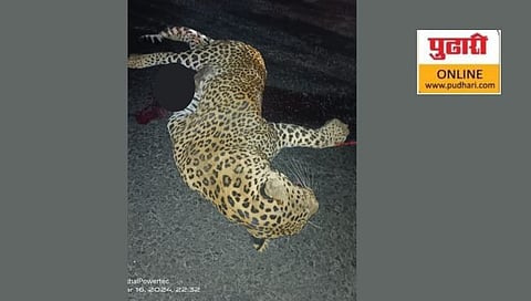 नाशिक : पिंपळगाव बसवंत नजीक वाहनाच्या धडकेने गतप्राण झालेला बिबट्या.