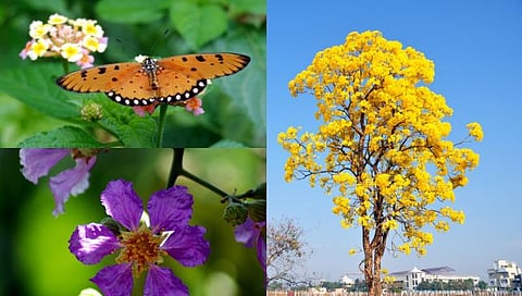 Vasantotsav : चला, फुलांची अनोखी रंगपंचमी बघू या…