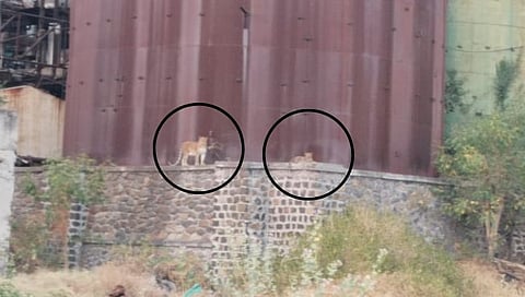 Nashik Leopard News : बंद वसाका कारखान्यात वसलय बिबट्याचे कुटुंब, कितीतरी पाळीव प्राण्यांचा फडशा, परिसरात दहशत