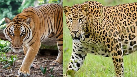 Nashik News : बिबट्या नसून पट्टेदार वाघ असल्याचा दावा, त्र्यंबक तालुक्यातील घटना