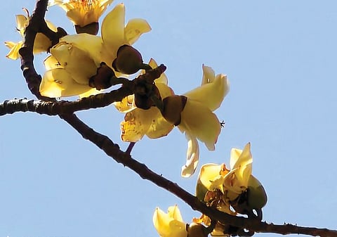 दुर्मिळ सोनसावर