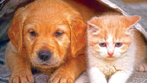 ‘एआय’ मुळे समजणार प्राण्यांचेही विचार?