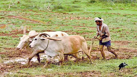 वर्षात दोन वेळा कर्ज उचल केलेल्या शेतकर्यांनाही प्रोत्साहनपर अनुदान