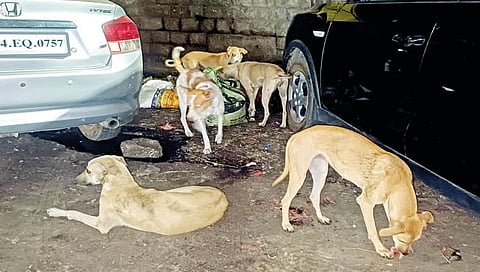 कोल्हापूर : कुत्र्यांची दहशत… १७ दिवसांत ४४२ जणांचे तोडले लचके