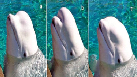 Beluga whale : बेलुगा व्हेल संवाद साधण्यासाठी बदलतात चक्क डोक्याचा आकार!