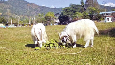 तिबेटी बकर्यांचा क्लोन! जाणून घ्या याविषयी