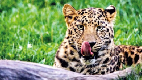 पर्यावरण : आव्हान असंतुलनाचे