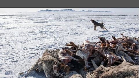 Dzud in Mongolia : हृदयद्रावक; ‘या’ देशात कडाक्याच्या थंडीने घेतला ५० लाख प्राण्यांचा बळी