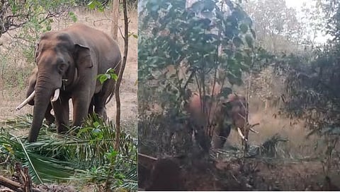 सिंधुदुर्ग: केर येथे टस्कराकडून माडाची झाडे उद्ध्वस्त; शेतकरी धास्तावला