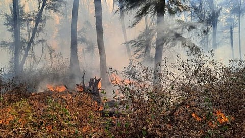 अवघे सिंधुदुर्ग हळहळले : भीषण आगीत तोंडवळीतील सुरूचे बन जळून खाक; जैवविविधेतला मोठा फटका