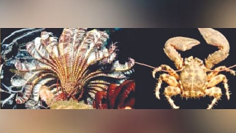 सिंधुदुर्ग किनारपट्टीवर ८० दुर्मीळ प्रजाती!