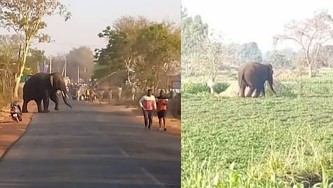 टस्कर हत्ती