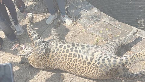 Ahmednagar News : अहमदनगरमधील नालेगाव परिसरात आढळला मृत अवस्थेतील बिबट्या