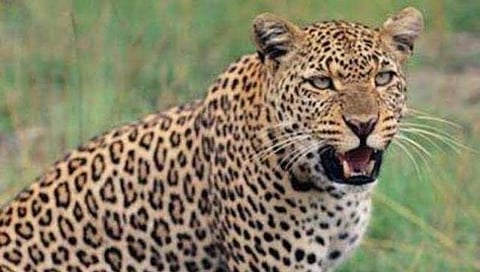 Leopard Inamgaon Shirur