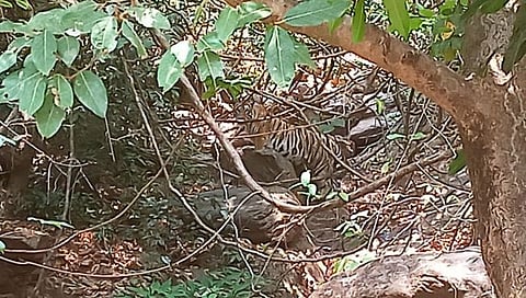 पट्टेरी वाघाचे दर्शन