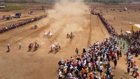 साडवली बैलगाडा स्पर्धा : खेर्डे कातळवाडीच्या सचिन म्हादे यांची बैलजोडी प्रथम