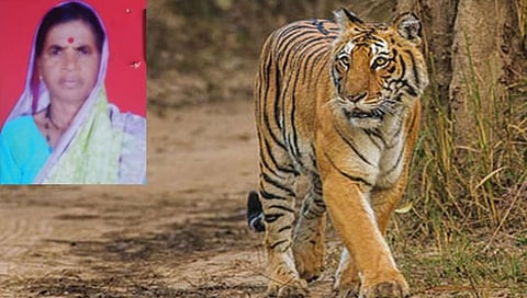 Tiger Attacks : मोहफूल गोळा करायला गेलेली महिला वाघाच्या हल्ल्यात ठार
