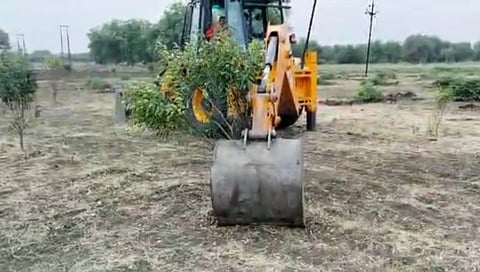 वाशीम : शेतकऱ्याने पाच एकर संत्रा बागेवर फिरवला जेसीबी
