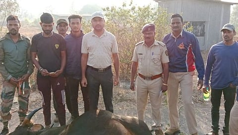 ट्रॅव्हल्सच्या धडकेत गव्याचा मृत्यू