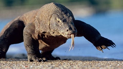 Komodo Dragon