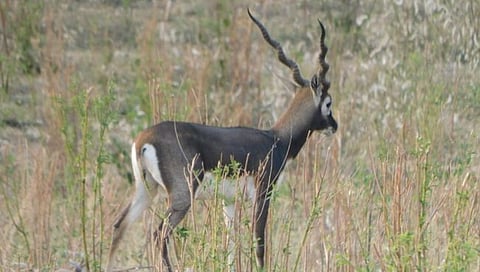 चंद्रपूर जिल्ह्यातील कोरपना तालुक्यात आढळले दुर्मिळ काळवीट