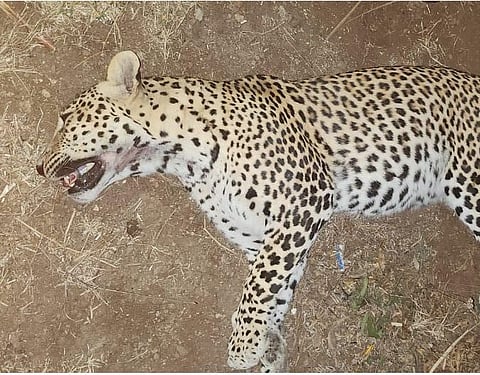 Pune : अज्ञात वाहनाच्या धडकेत मादी बिबट जागीच ठार..!