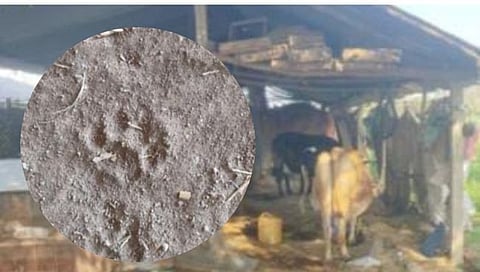 Leopard News | देशशिरवाडे शिवारात बिबट्याचा मुक्त संचार