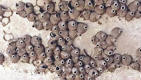 ओल्या मातीने घर तयार करणारे पक्षी