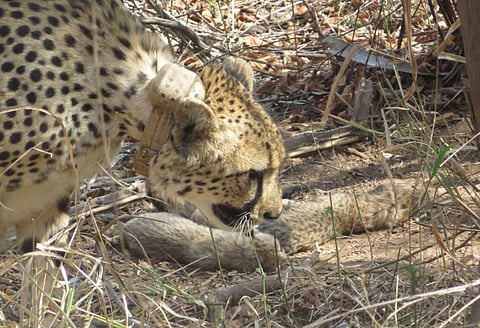 भारतात आणलेल्या दुसऱ्या चित्त्यांपैकी एक असलेल्या पाच वर्षांच्या गामिनीने आज पाच शावकांना जन्म दिला.