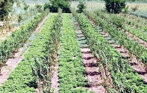 फळबागांमध्ये भुईमुगाचे आंतरपीक घेण्याकडे शेतकर्यांचा कल