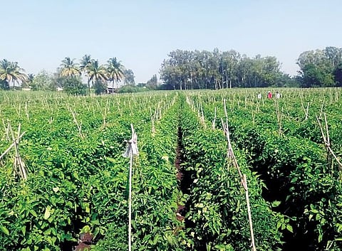 पुन्हा लाल चिखल : टोमॅटो कवडीमोल झाल्याने शेतकरी संकटात