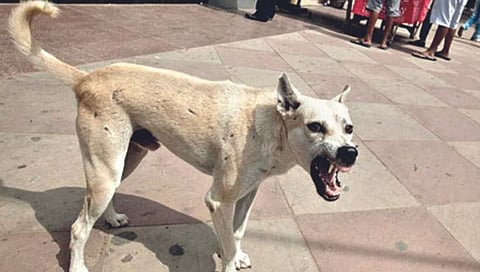 कोल्हापूर : कुत्र्यांच्या हल्ल्यात २० जखमी; शासकीय रुग्णालयात रेबीजच्या इंजेक्शनसाठी गर्दी, नागरिकांमध्ये भीती