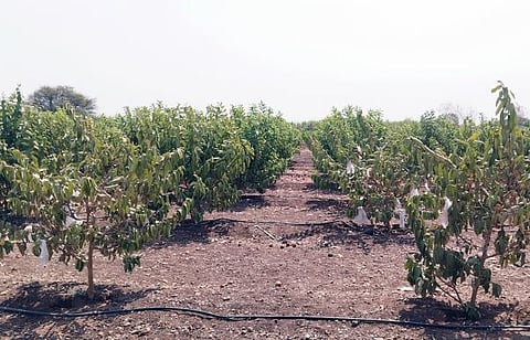 पश्चिम बारामतीला दुष्काळी झळा !