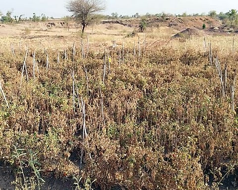 बारामती : उन्हाळ्याच्या झळा ! पिण्याच्या पाण्याबरोबर चार्याचा प्रश्न गंभीर